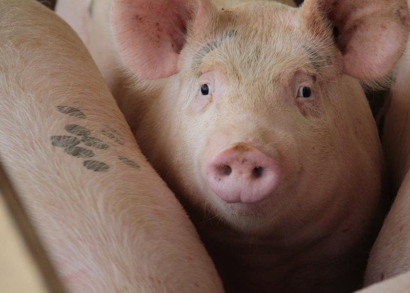 U.S. District Judge Upholds Massachusetts' Q3 Pork Law Banning Sale of